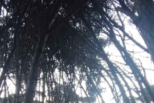 Miramar Energy Forest: ett mystiskt besök