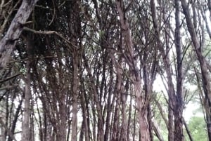 Miramar Energy Forest: ett mystiskt besök