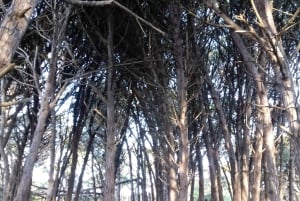 Miramar Energy Forest: ett mystiskt besök