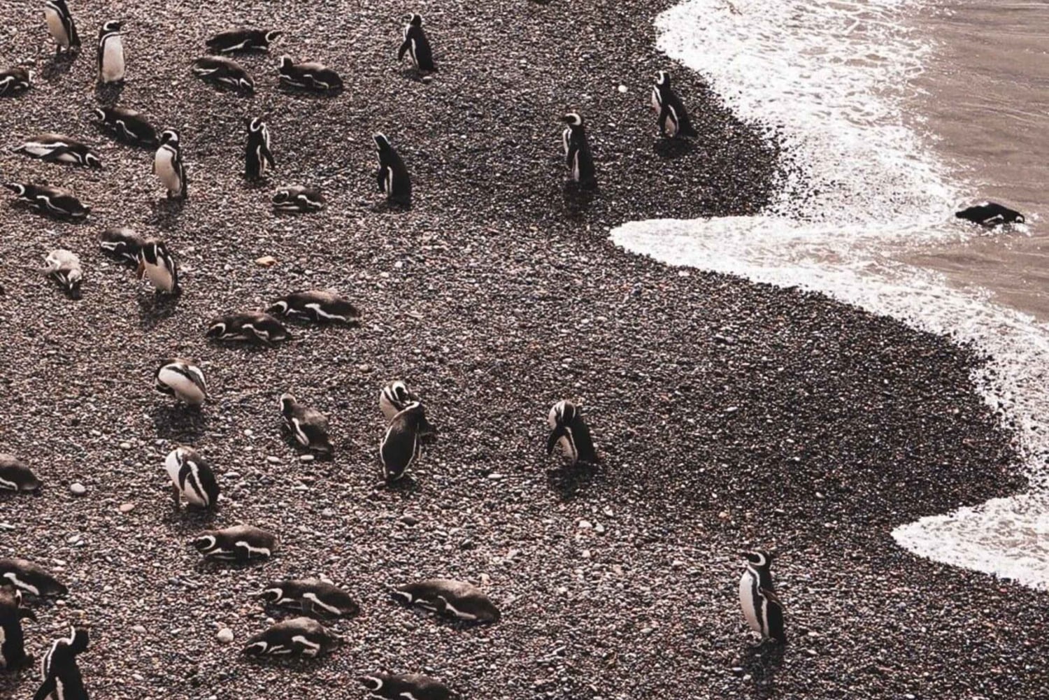 Parco Nazionale Monte León: pinguini, leoni marini e coste selvagge