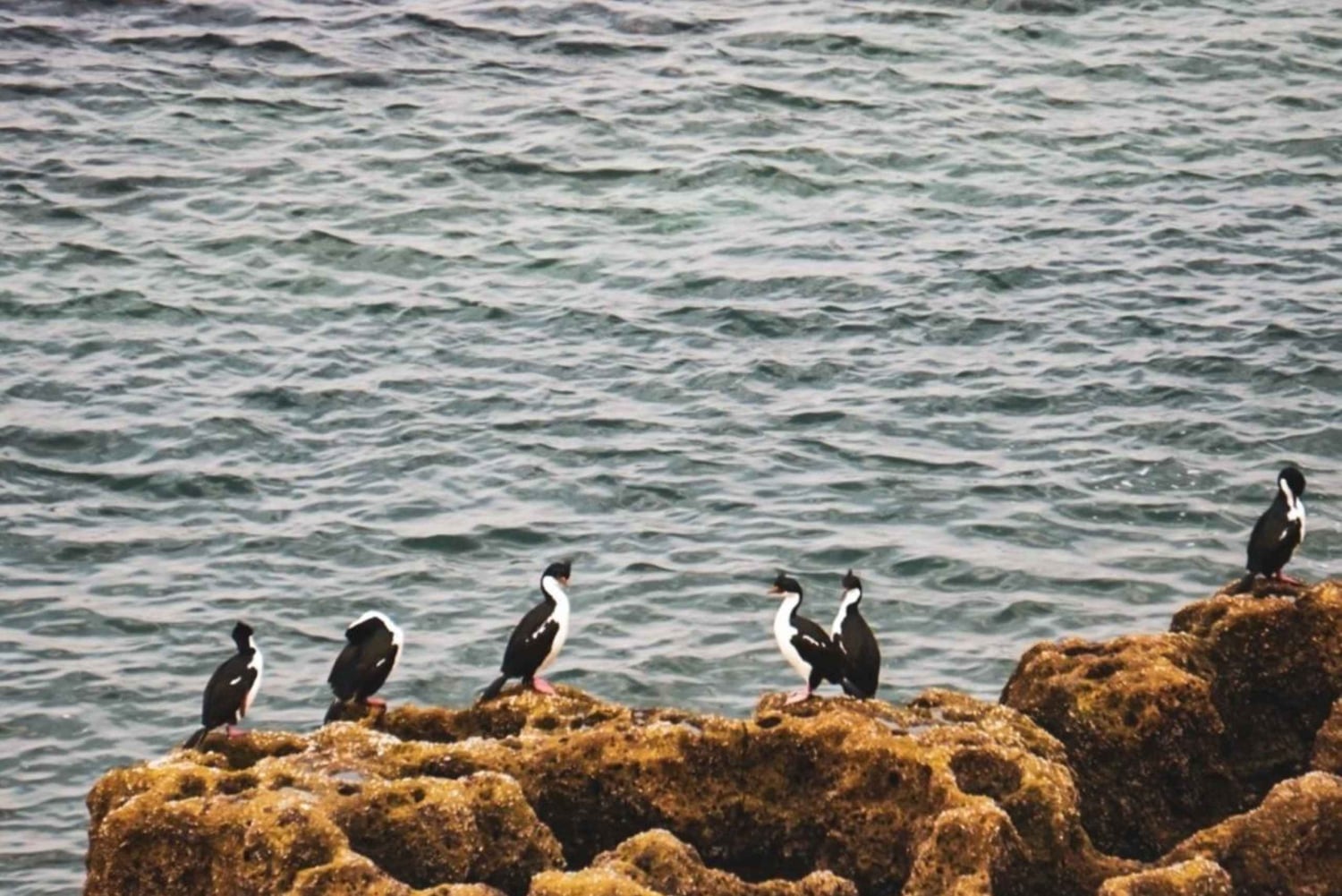 Parco Nazionale Monte León: pinguini, leoni marini e coste selvagge