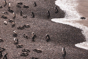 Monte León nationalpark: pingviner, sjölejon och vild kust