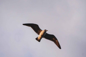 Monte León nationalpark: pingviner, sjölejon och vild kust