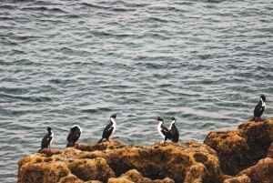 Monte León nationalpark: pingviner, sjölejon och vild kust