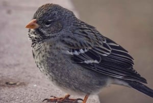 Monte León nationalpark: pingviner, sjölejon och vild kust