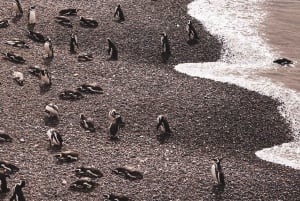 Parco Nazionale Monte León: pinguini, leoni marini e coste selvagge