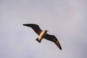 Parco Nazionale Monte León: pinguini, leoni marini e coste selvagge