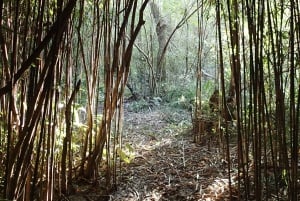 Navigation in Delta of Tigre - Exclusive semi private tour