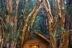 Navigation à travers l'île Victoria et le Bosque de Arrayanes