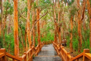 Navigation à travers l'île Victoria et le Bosque de Arrayanes