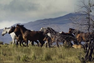 Argentina: avventura a cavallo con i gaucho nella Pampa