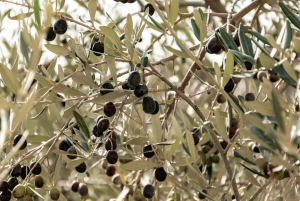 Fabryka oliwy z oliwek + winiarnie + pełny lunch asado (cały dzień)
