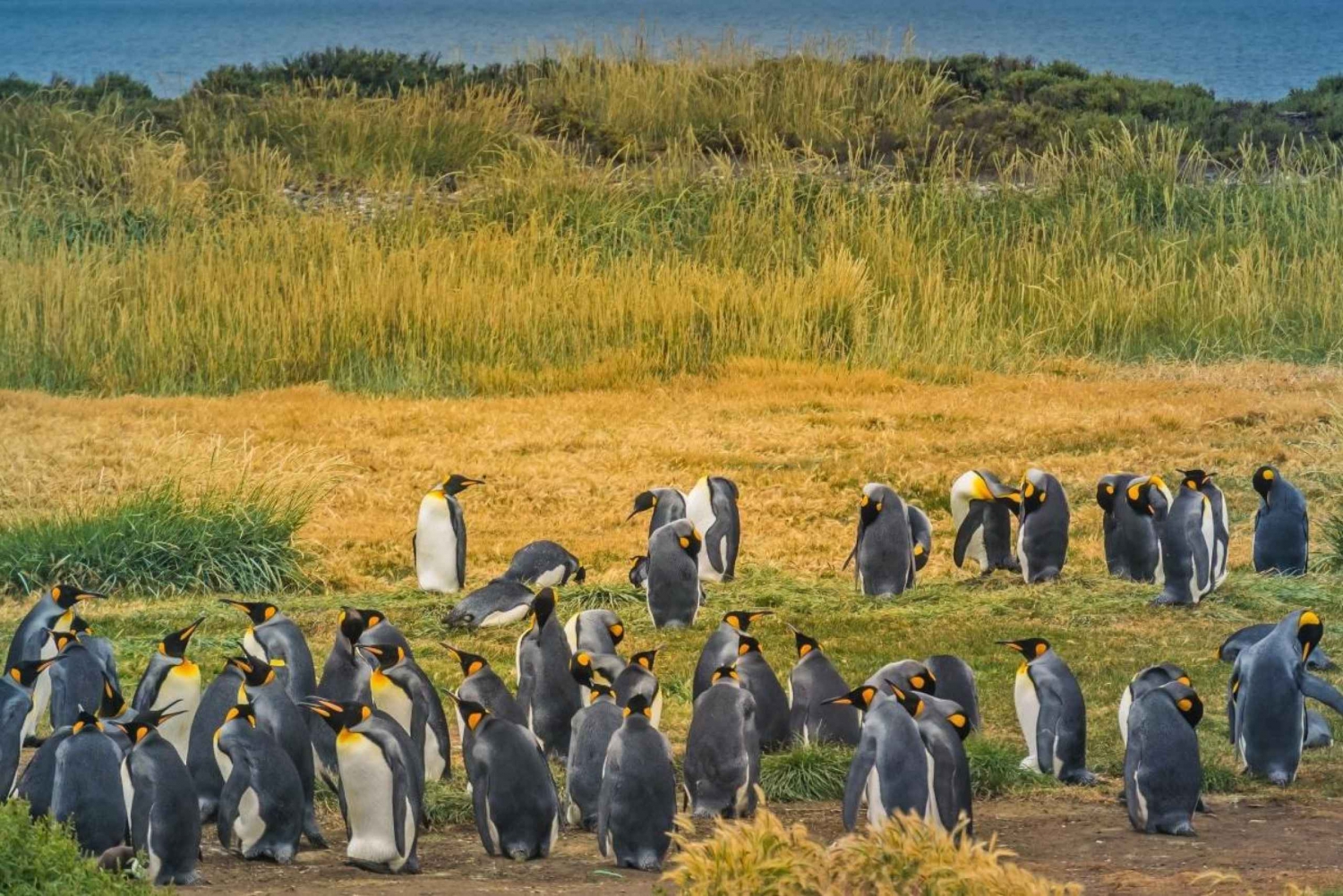 One Day Adventure in Tierra del Fuego: King Penguins