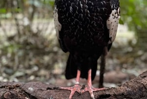 Paraguai + Argentina + Brasil Destaques principais