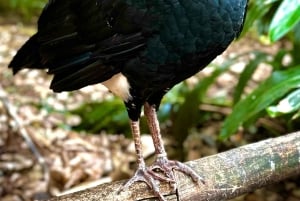 Paraguai + Argentina + Brasil Destaques principais