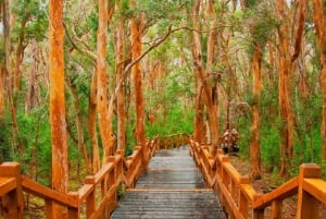 Patagonia in a Day: VIP Escape to Bariloche from Buenos Aires