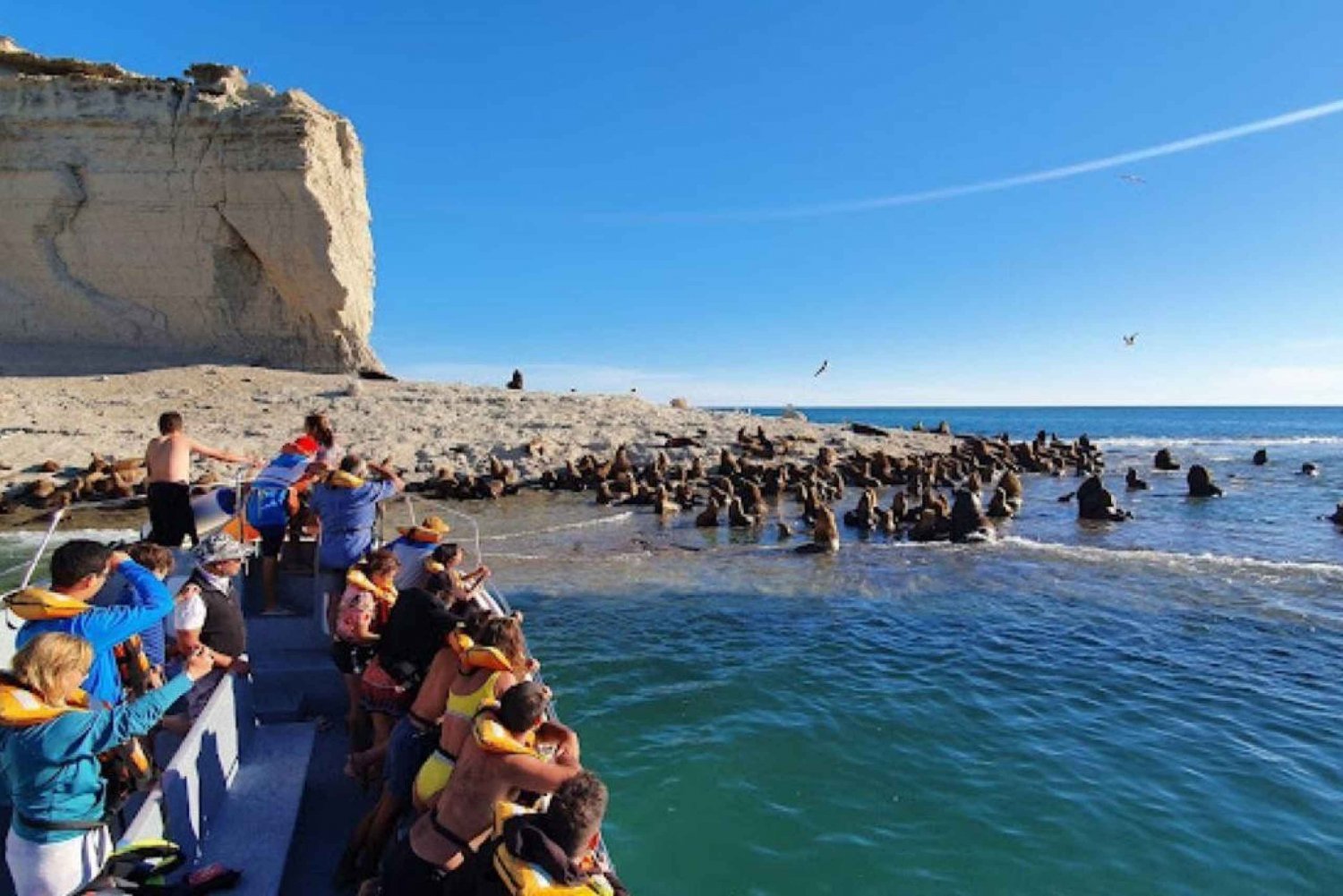 Patagonie : Observation des baleines dans la péninsule de Valdes