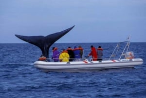 Patagonien: Hvalsafari på Peninsula Valdes