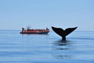 Patagonia: Obserwacja wielorybów na Półwyspie Valdes