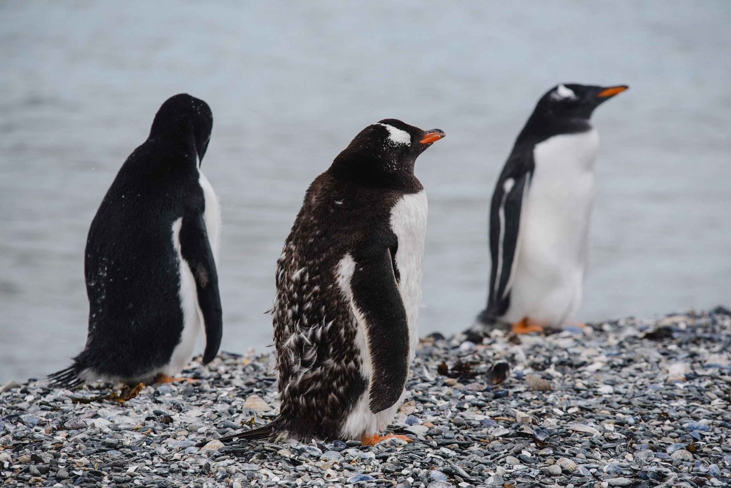 Наблюдение за пингвинами из Пуэрто-Альманса