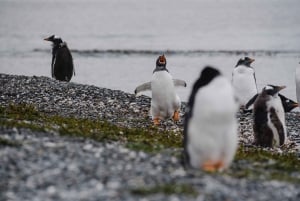 Pinguïns spotten vanuit Puerto Almanza