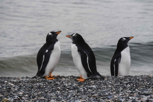 Pinguïns spotten vanuit Puerto Almanza