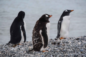 Pinguïns spotten vanuit Puerto Almanza