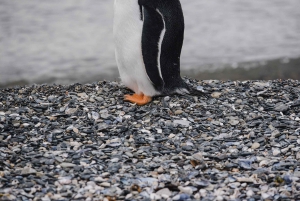 Pinguïns spotten vanuit Puerto Almanza