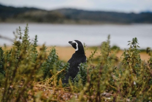 Pinguïns spotten vanuit Puerto Almanza
