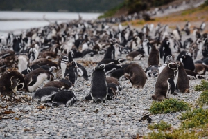 Pinguïns spotten vanuit Puerto Almanza