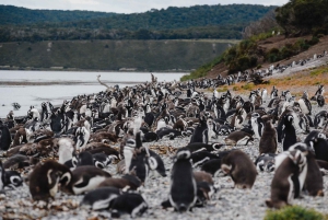 Pinguïns spotten vanuit Puerto Almanza