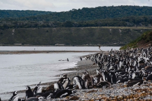 Pinguïns spotten vanuit Puerto Almanza