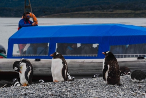 Pinguïns spotten vanuit Puerto Almanza