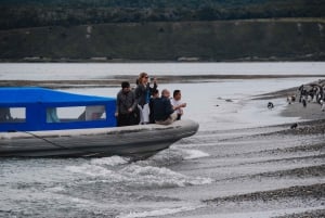 Pinguïns spotten vanuit Puerto Almanza