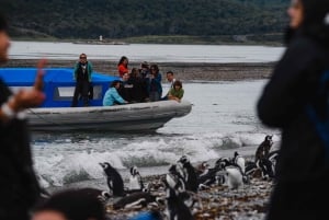 Pinguïns spotten vanuit Puerto Almanza