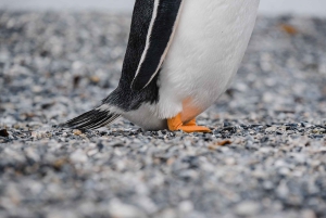 Наблюдение за пингвинами из Пуэрто-Альманса