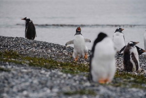 Наблюдение за пингвинами из Пуэрто-Альманса
