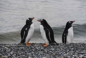 Наблюдение за пингвинами из Пуэрто-Альманса