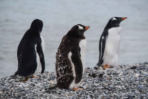 Наблюдение за пингвинами из Пуэрто-Альманса