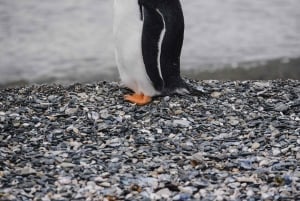 Наблюдение за пингвинами из Пуэрто-Альманса