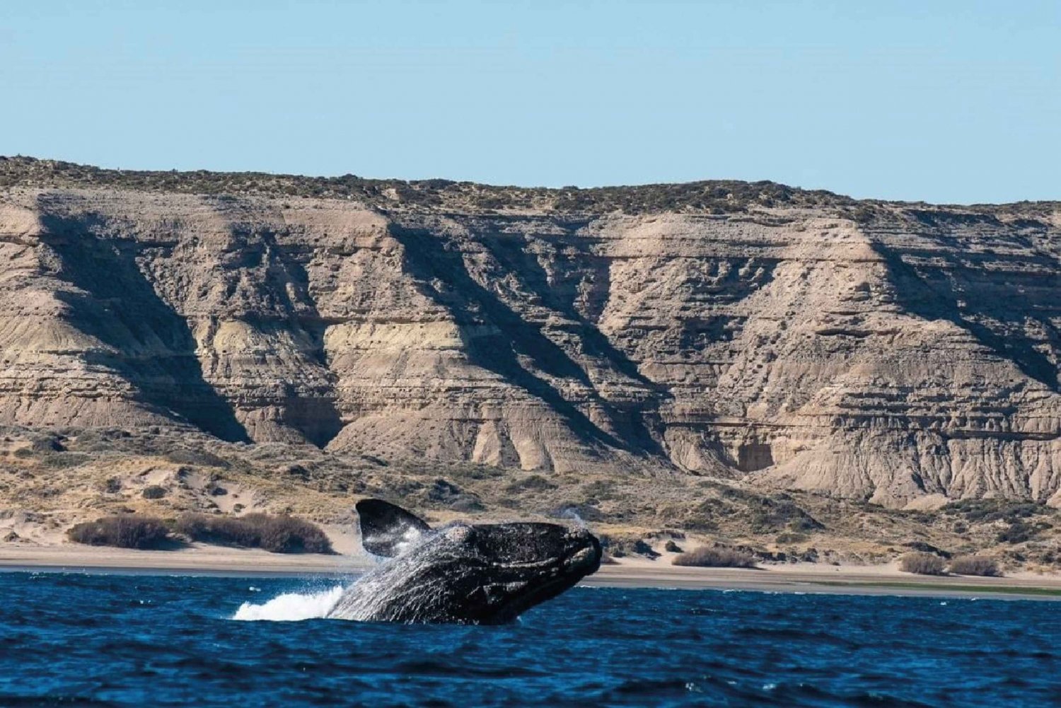 Peninsula Valdés: Landutflukt for cruisepassasjerer