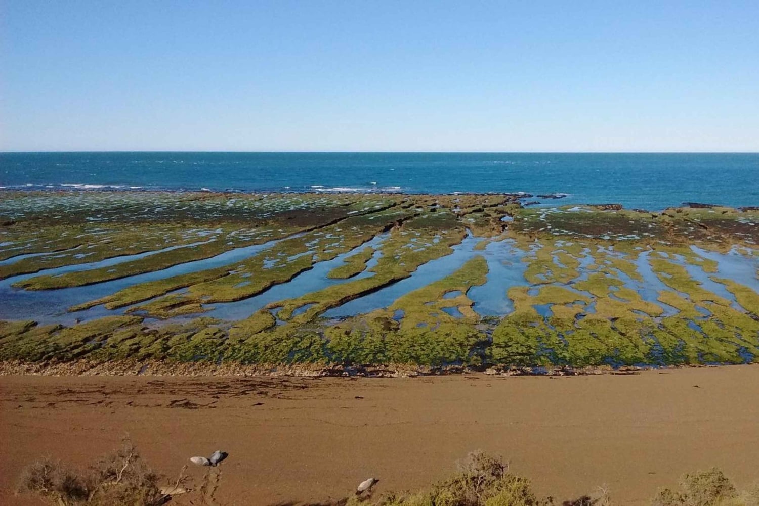 Halvøya Valdes: Landutflukt for cruisepassasjerer