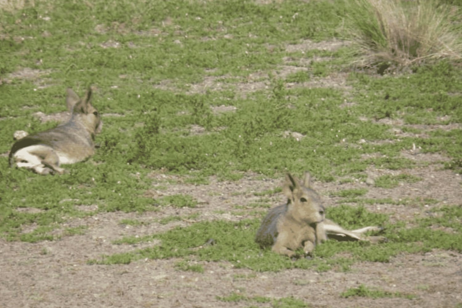 Halvøya Valdes: Landutflukt for cruisepassasjerer