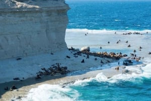 Schiereiland Valdés: Excursie aan wal voor cruisepassagiers