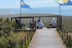 Halvøya Valdes: Landutflukt for cruisepassasjerer