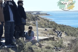 Halvøya Valdes: Landutflukt for cruisepassasjerer