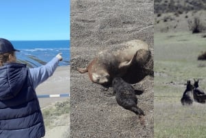 Halvøya Valdes: Landutflukt for cruisepassasjerer