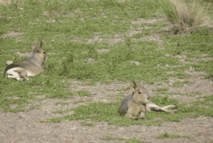 Halvøya Valdes: Landutflukt for cruisepassasjerer
