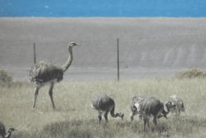 Halvøya Valdes: Landutflukt for cruisepassasjerer