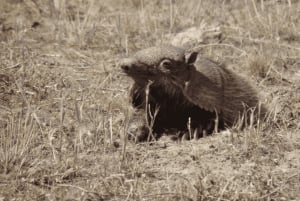 Halvøya Valdes: Landutflukt for cruisepassasjerer